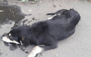 Патрульные Днепра спасли щенка, попавшего в ДТП