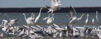 Это красиво: под Одессой сняли на видео сотни птиц, улетающих на юг (ФОТО