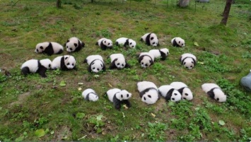 Появилось трогательное видео 36 маленьких панд, которых выращивают в Китае