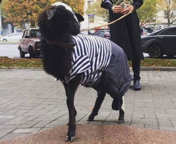 В Запорожье защитница животных вызвала полицию барану у грузинского ресторана