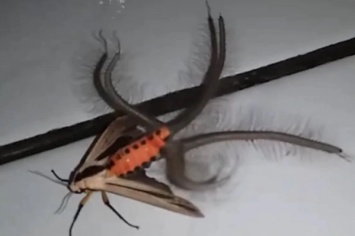Беги - это пришелец: необычное насекомое поразило сеть