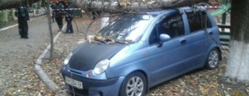 Дерево побило четыре авто мариупольцам (ФОТО)