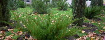 Город-сад»: в парках Черноморска высадили новые декоративные деревья