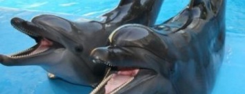 Одесский дельфинарий «Немо» пополнился новыми питомцами