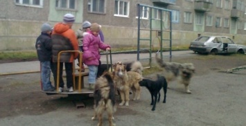 В Херсоне собаки продолжают нападать на людей