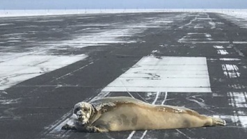 Появилось видео, как на Аляске гигантский тюлень перекрыл взлетно-посадочную полосу