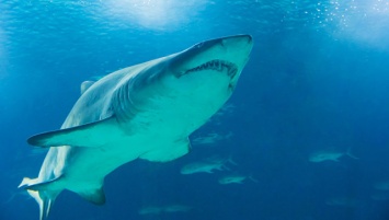 Ученые выяснили, почему у берегов США появились акулы со съеденным мозгом