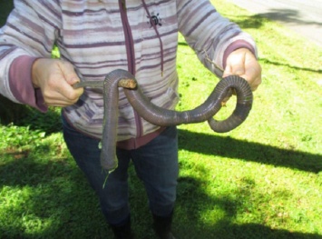В Австралии женщина обнаружила гигантского червя