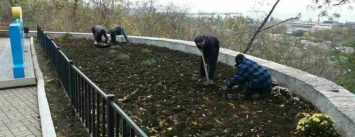 В Мариуполе расцветут более 20 тысяч тюльпанов