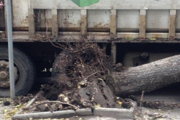 Древопад в Днепре: дерево упало на мусоровоз