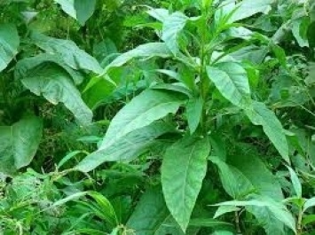 На Херсонщине незаконно выращивали табак