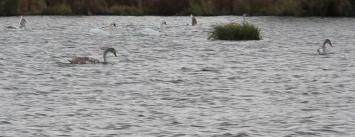 В харьковском озере поселились дикие лебеди
