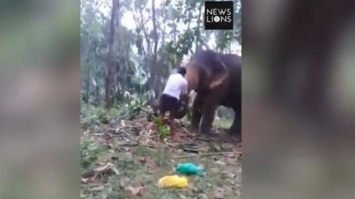 Курьезное видео: слон подбросил в воздух подростка