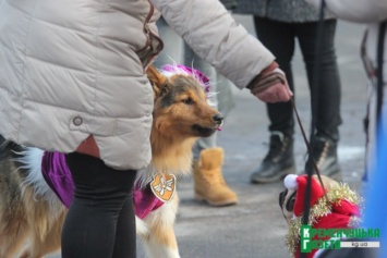 В Кременчуге провели парад собак "Хатико" в новогодних костюмах