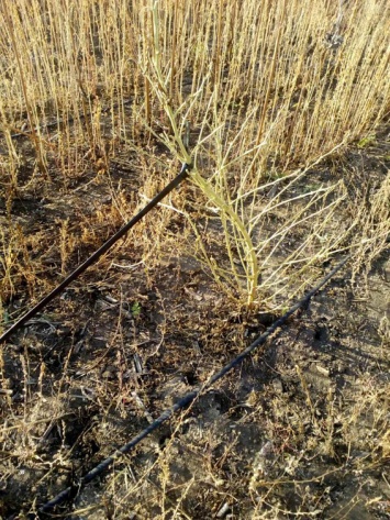 Житель села Терновка наладил «конопляный бизнес» и засадил плантацию растительными наркотиками