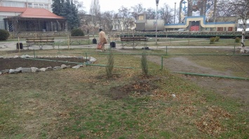 В Запорожской области с площади украли свежепосаженные туи