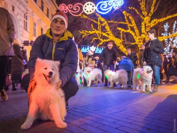 Белые и смешные: в Одессе прошел первый парад самоедских собак