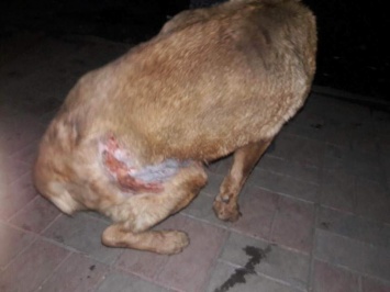 В Днепре живодеры изуродовали собаку кислотой (Фото)