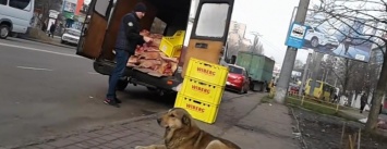 Мясной магазин в Одессе отгружал туши в компании своры собак (ВИДЕО)