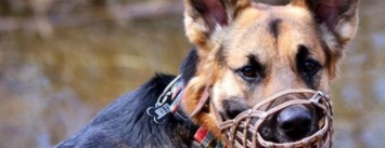 В Доброполье за выгул собак без поводка и намордника хозяев привлекут к ответственности