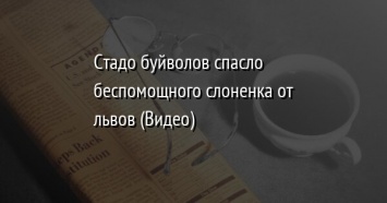 Стадо буйволов спасло беспомощного слоненка от львов (Видео)