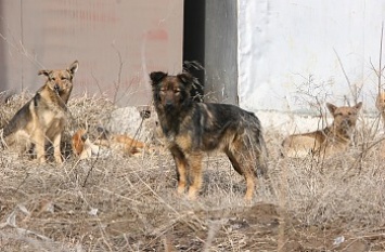 Мамай вводит в Бердянске «смотрящих» за собаками