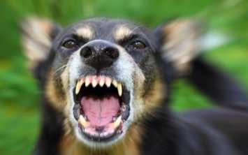 ЧП в Днепре: горожанку покусала стая бродячих собак