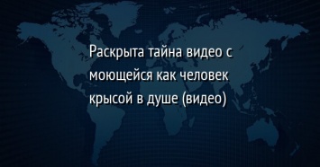 Раскрыта тайна видео с моющейся как человек крысой в душе (видео)