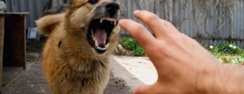 В Чернигове сотрудницу «Облэнерго» покусала бойцовская собака. И это не в первый раз