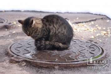 Погода в Кривом Роге на 4 февраля