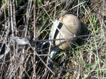 У дороги Под Очаковом пограничники нашли боевую гранату