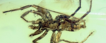 Ученые нашли необычного паука в древнем куске янтаря