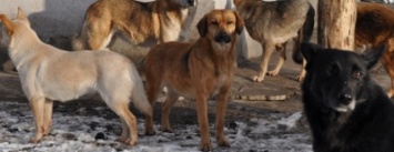 В Сумах полиция до сих пор не может установить, от чего умирают бездомные собаки
