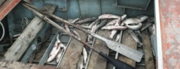 В Запорожской области браконьер наловил рыбы на более чем 60 000 гривен, - ФОТО