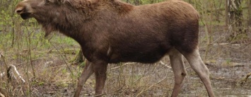 В Черниговской области браконьеры убили беременную самку лося