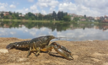 Раки, способные себя клонировать, постепенно захватывают Европу!