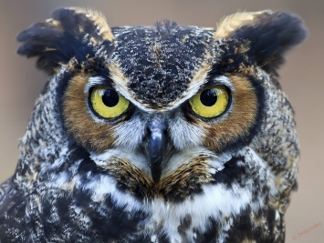Ученые: глаза совы можно увидеть в ее ушах (ФОТО)