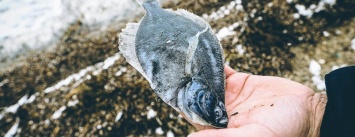 В Азовском море очередной мор рыбы: на берегу тысячи погибших мальков и тушки камбалы, - ФОТО
