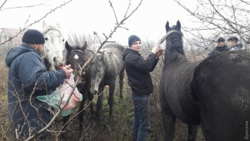 В поле под Одессой нашли лошадей, которых увели с частной фермы: животные истощены и измучены