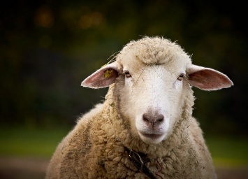 Ученые создали гибрид человека и овцы