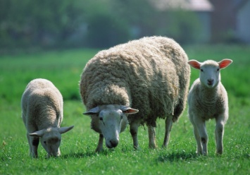 Американские генетики вырастили эмбрион овцы с частичкой человека