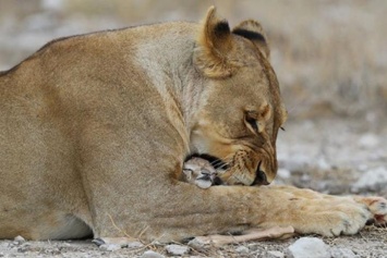 В национальном парке Этоша в Намибии львица удочерила антилопу