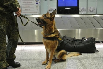В запорожском аэропорту служебная собака облаяла марокканца