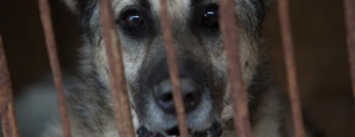 В Бердянске зоозащитники разбили авто коммунальщиков, которые перевозили отловленных собак, - ВИДЕО