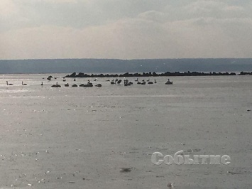 Стая лебедей может погибнуть на скованном льдом водохранилище в Днепропетровской области