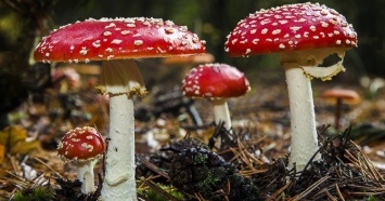 Биологи заподозрили галлюциногенные грибы в обмене рецептом синтеза психоделиков