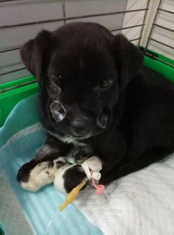 До слез: Зоозащитники просят помочь щенку, которого нашли со страшной раной на мордочке