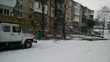 В Одессе непогода повалила огромный старый тополь на одной из улиц