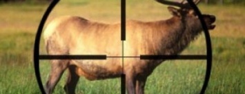За убийство оленей браконьерам на Сумщине грозит до 5 лет