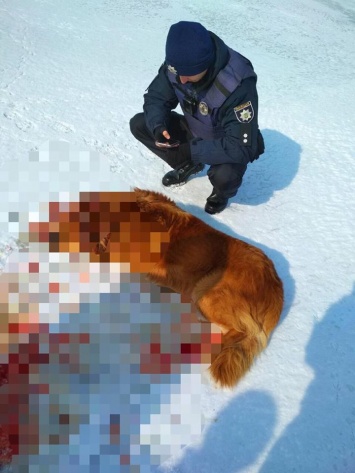 В Днепре живодеры убили собаку из охотничьего ружья